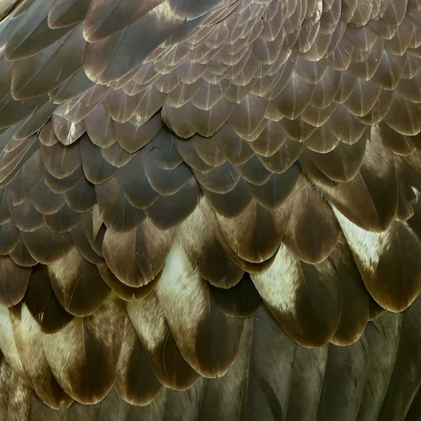 Λεπτομέρεια φτερό αετού — Φωτογραφία Αρχείου
