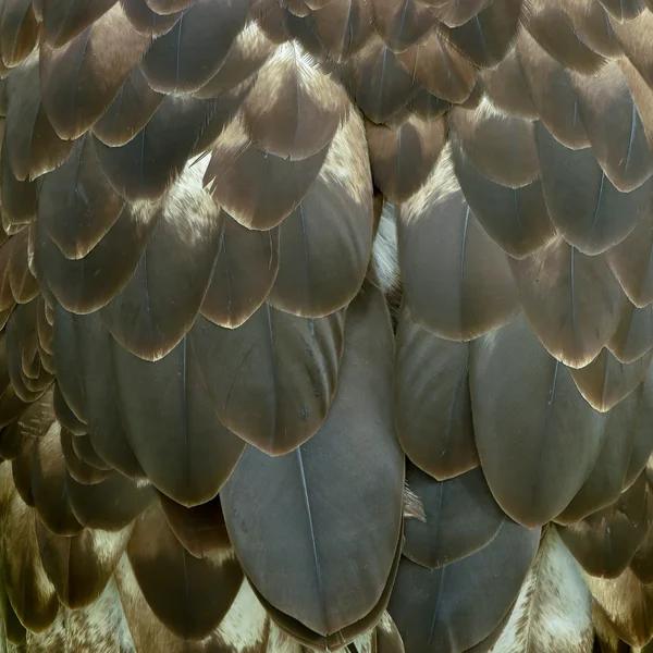 Λεπτομέρεια φτερό αετού — Φωτογραφία Αρχείου