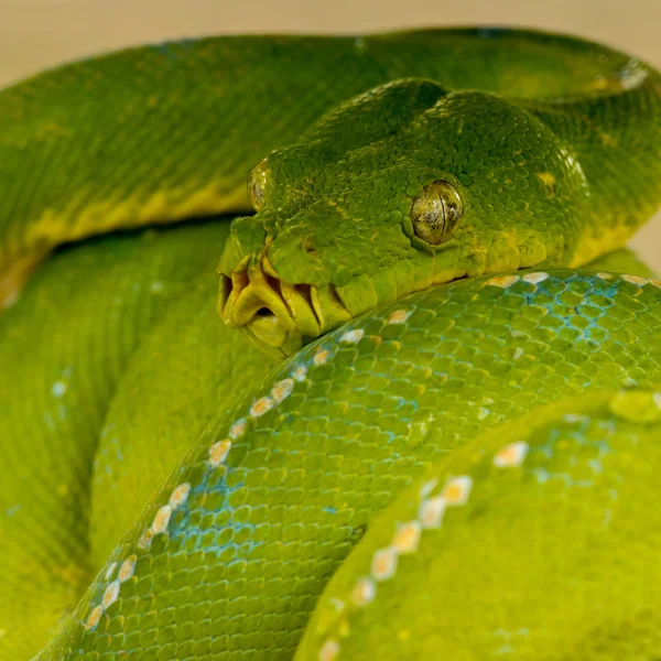 Árvore verde python — Fotografia de Stock