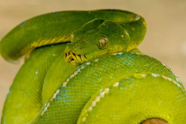 Groene boom python — Stockfoto