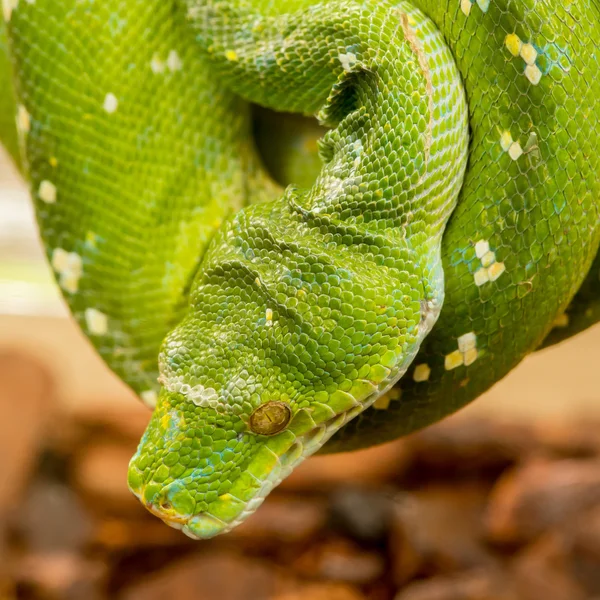 Python vert — Photo