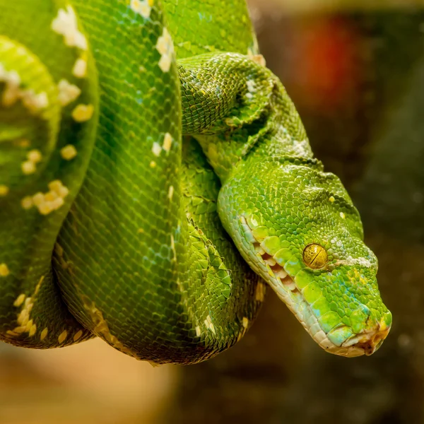 Pitón verde del árbol —  Fotos de Stock