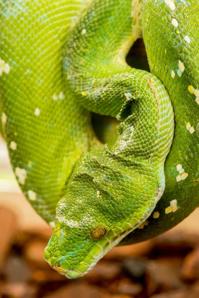 Python vert — Photo
