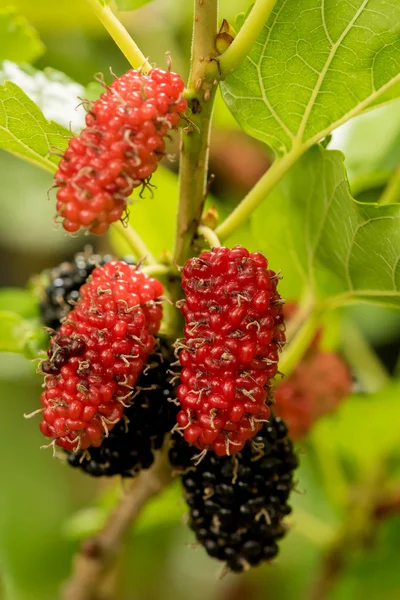 Mulberry frukter i natur bakgrunder. — Stockfoto