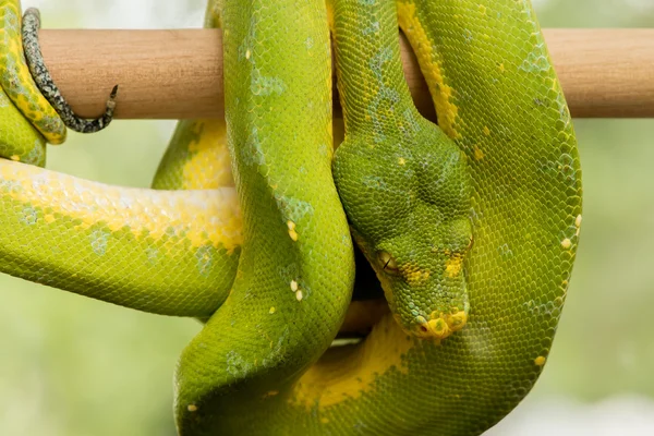 Árvore verde python — Fotografia de Stock