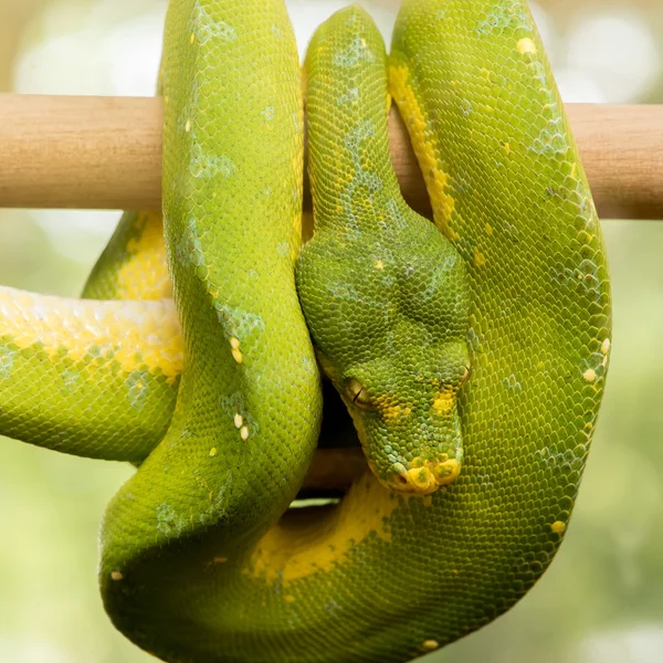 Grön trädpyton — Stockfoto