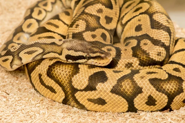 Python Royal Python — Stockfoto