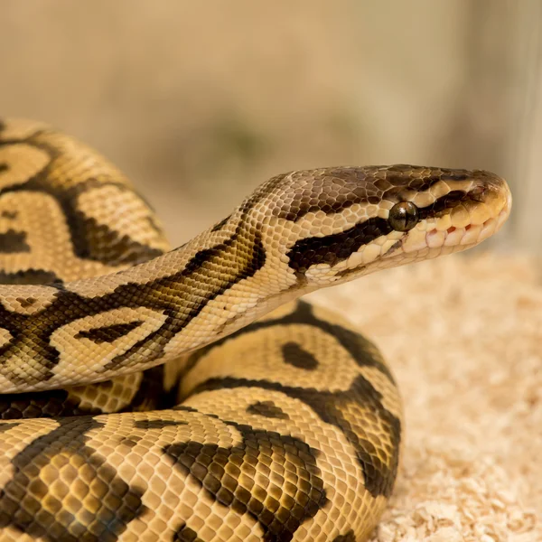 Python 皇家 python — 图库照片