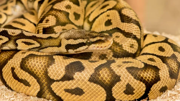 Python python real — Fotografia de Stock