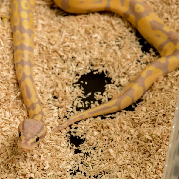 Albino Birmanya python — Stok fotoğraf