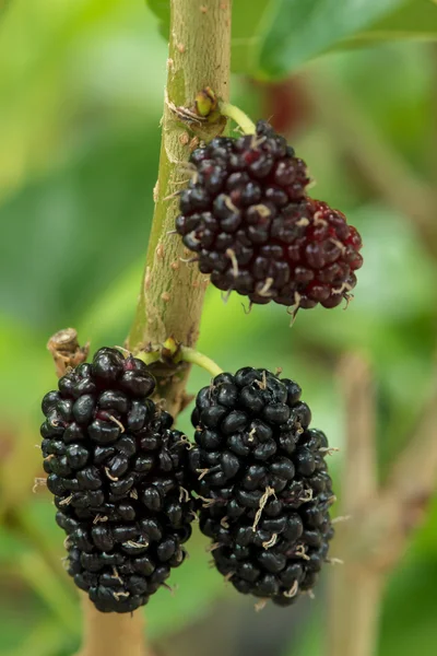 Mulberry vruchten in aard achtergronden. — Stockfoto