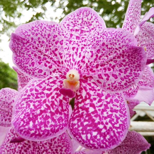 Close-up de bela orquídea — Fotografia de Stock