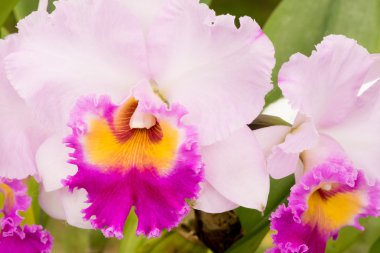 Yakın çekim güzel orkide