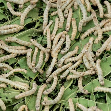 İpekböceği yemek yaprak