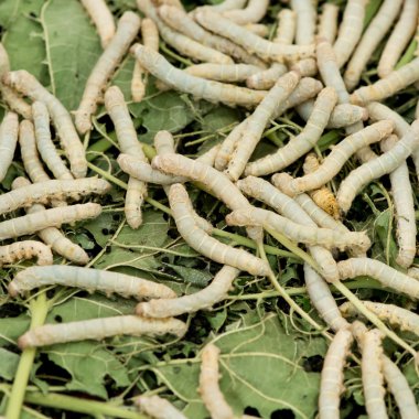 İpekböceği yemek yaprak