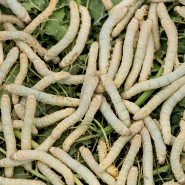 İpekböceği yemek yaprak