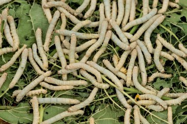 İpekböceği yemek yaprak