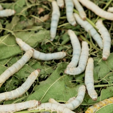 İpekböceği yemek yaprak