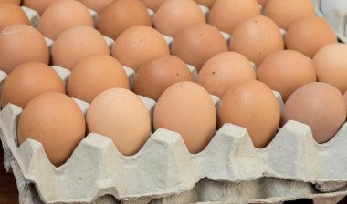 Yumurta, tavuk yumurta