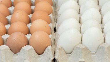 Yumurta, tavuk yumurta