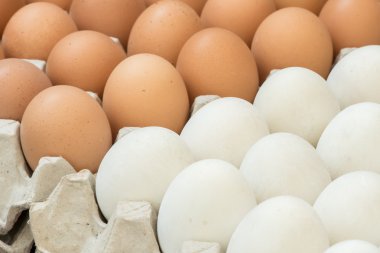 Yumurta, tavuk yumurta
