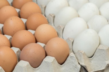 Yumurta, tavuk yumurta