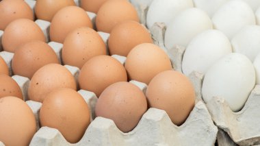 Yumurta, tavuk yumurta