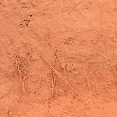 Toprağa ağacının kökü