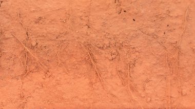 Toprağa ağacının kökü