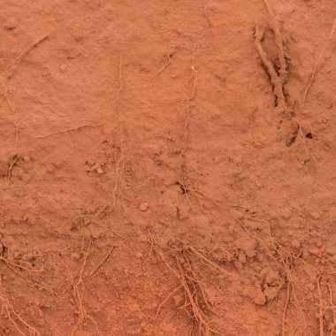 Toprağa ağacının kökü