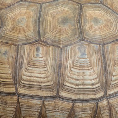 Sulcata kaplumbağa kabuğu dokusu