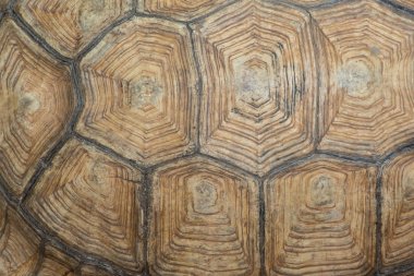 Sulcata kaplumbağa kabuğu dokusu