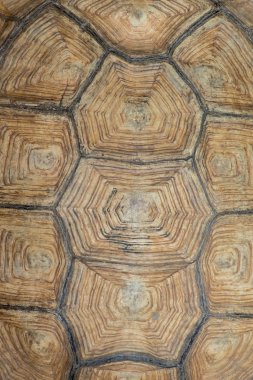 Sulcata kaplumbağa kabuğu dokusu