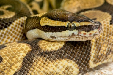 Python Kraliyet pitonu