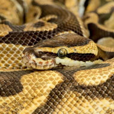 Python Kraliyet pitonu