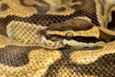 Python Kraliyet pitonu