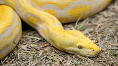 Altın Python, retiküle python (Python reticulatus)