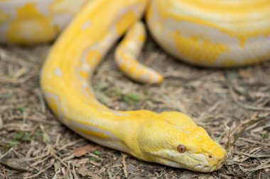 Altın Python, retiküle python (Python reticulatus)