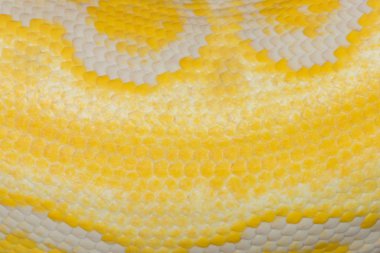 Altın renkli bir pitonu, retiküle python (Python reticulatus cilt)