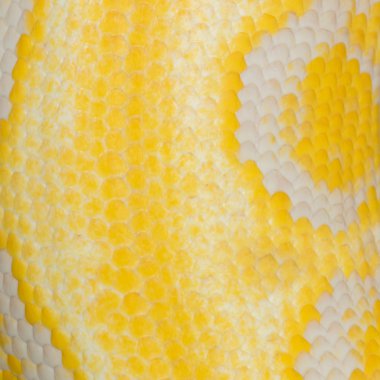Altın renkli bir pitonu, retiküle python (Python reticulatus cilt)