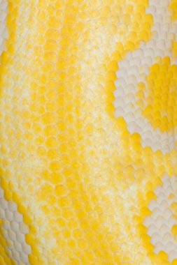 Altın renkli bir pitonu, retiküle python (Python reticulatus cilt)