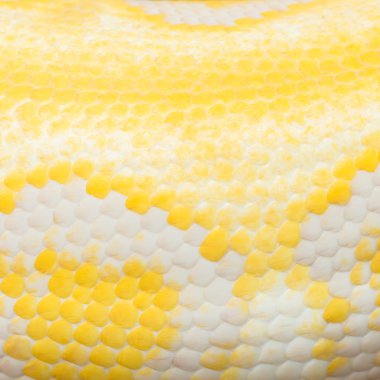 Altın renkli bir pitonu, retiküle python (Python reticulatus cilt)