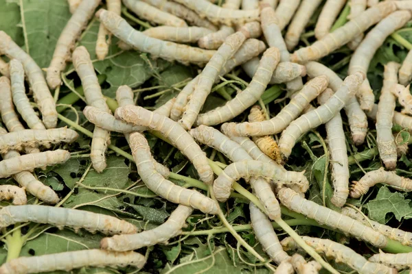 SilkWorm äta löv — Stockfoto