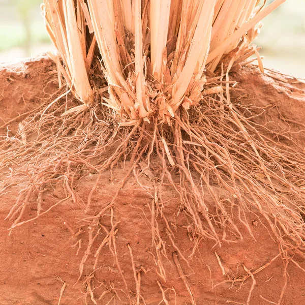 La raíz de la hierba Vetiver en el suelo —  Fotos de Stock