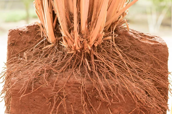 La raíz de la hierba Vetiver en el suelo —  Fotos de Stock