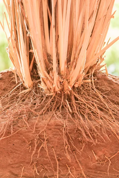 The root of Vetiver Grass  in the ground — Stock Photo, Image