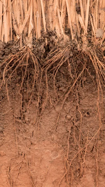 The root of Vetiver Grass  in the ground — Stock Photo, Image