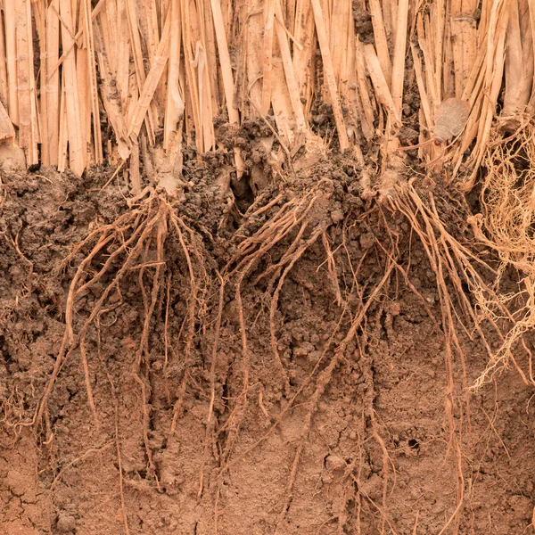 The root of Vetiver Grass  in the ground — Stock Photo, Image