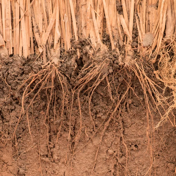 Roten av Vetiver gräs i marken — Stockfoto