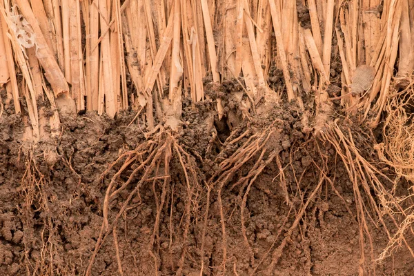 The root of Vetiver Grass  in the ground — Stock Photo, Image